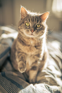 A cute domestic cat relaxing and sunbathing on a cozy bed bathed in warm sunlight