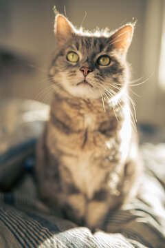 A cute domestic cat relaxing and sunbathing on a cozy bed bathed in warm sunlight