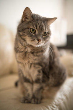 A cute domestic cat relaxing and sunbathing on a cozy bed bathed in warm sunlight