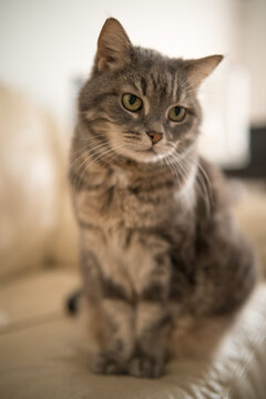 A cute domestic cat relaxing and sunbathing on a cozy bed bathed in warm sunlight