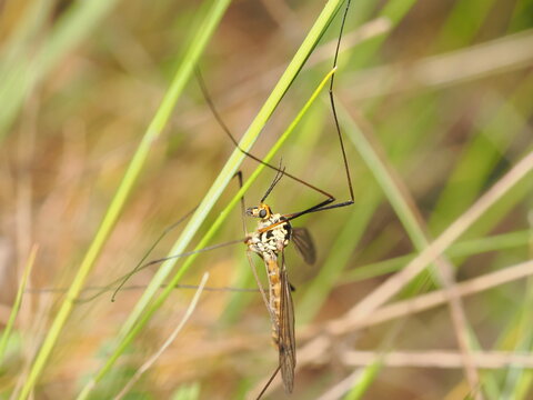 t&iacute;pula destaca por sus patas extremadamente largas y delgadas, cuerpo esbelto con patrones amarillos y negros, y alas transl&uacute;cidas mientras se sujeta a una brizna de hierba verde.