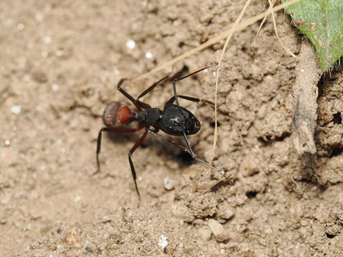 Camponotus cruentatus obrera muestra un cuerpo negro brillante con un g&aacute;ster rojizo distintivo. Se desplaza sobre suelo arcilloso y seco, utilizando sus largas antenas para explorar el terreno.