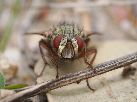 mosca destaca por su densa cobertura de cerdas negras y r&iacute;gidas sobre el t&oacute;rax y abdomen. Posee grandes ojos compuestos rojizos y se apoya con firmeza sobre un tallo seco.