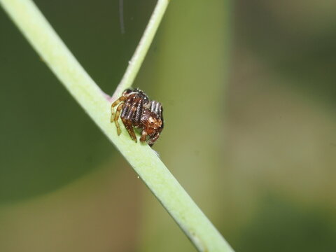 ara&ntilde;a saltarina de cuerpo oscuro y patas anilladas se aferra con firmeza a un tallo verde. Su postura compacta y ojos frontales delatan su naturaleza de cazadora activa.