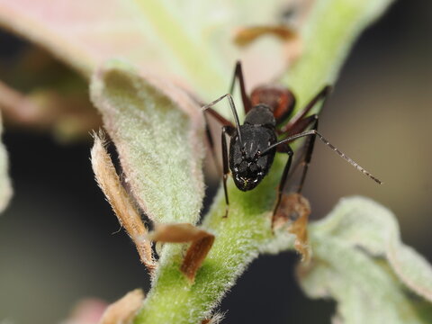 Camponotus cruentatus obrera muestra un cuerpo negro brillante con un g&aacute;ster rojizo distintivo. Se desplaza sobre suelo arcilloso y seco, utilizando sus largas antenas para explorar el terreno.
