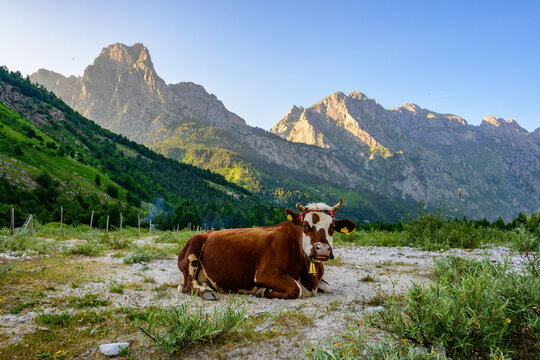 A brown and white cow with a bell rests peacefully in a gravelly field with green bushes, backed by imposing Valbona Valley mountains under morning light in Albania.