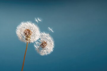 Obraz premium Close-up shows two delicate dandelion seed heads with a clear blue background, seeds blowing away