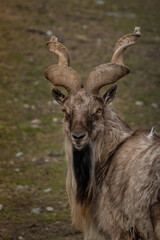 Obraz premium Male Turkmenian markhor Capra falconeri heptneri.