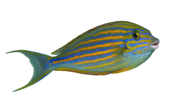 Vibrant striped Regalangelfish swimming displaying blue yellow, and orange patterns