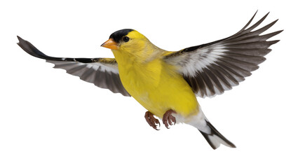 Yellow American Goldfinch soaring, displaying black cap and outstretched gray wings © Eva