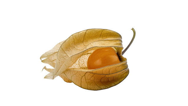 Dried cape gooseberry fruit, revealing a vibrant orange berry inside