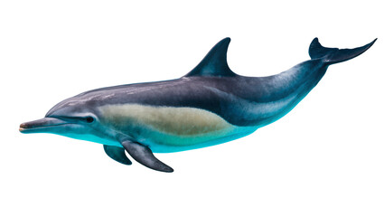 Fototapeta premium Sleek gray dolphin swimming, displaying silver underbelly and dark dorsal fin