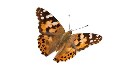 Orange speckled butterfly perched, displaying patterned wings and delicate antennae © Eva