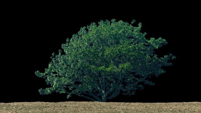 Isolated Tree In Field Pre-Keyed With Alpha Channel