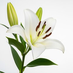 Obraz premium A white lily flower with green leaves and buds