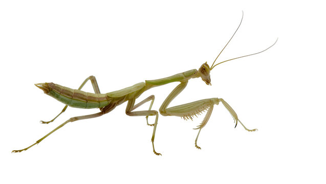 Green praying mantis perched displaying long legs antennae, and forearms