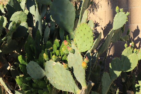 Bright bluish-green Prickly Pear cactus oval cladodes pads with flower-like buds surrounded by long smooth needles of sharp woody spines and tiny hairlike prickles called glochids in early spring