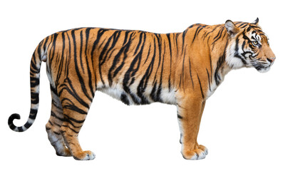 Obraz premium Powerful orange tiger standing, displaying striped fur and a long curled tail