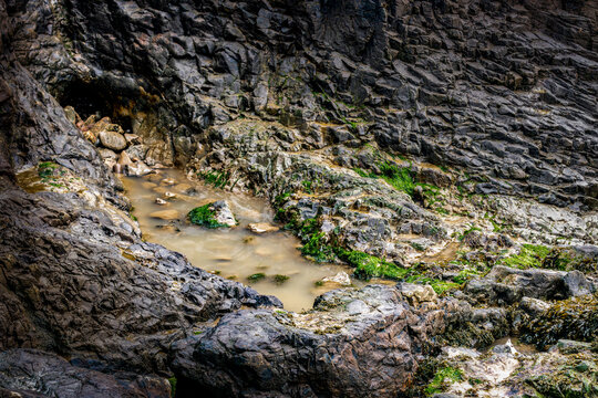 Natural coastal scene with dark wet rocks, shallow tidal pool, and green seaweed on a rugged shoreline, captured in soft natural light.