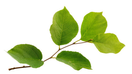 Fototapeta premium Vibrant green birch branch, displaying multiple textured leaves against a plain surface