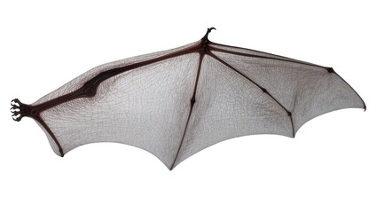 Detailed gothic bat wing featuring dark metal frame, delicate spiderweb texture © Eva