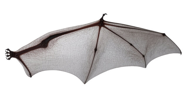 Detailed gothic bat wing featuring dark metal frame, delicate spiderweb texture