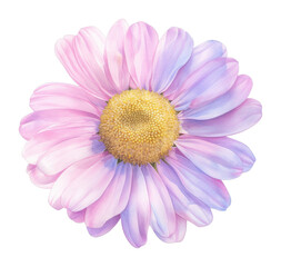 Obraz premium PNG Delicate pastel daisy illustration.