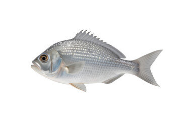 Fototapeta premium Silver fish swimming on transparent background
