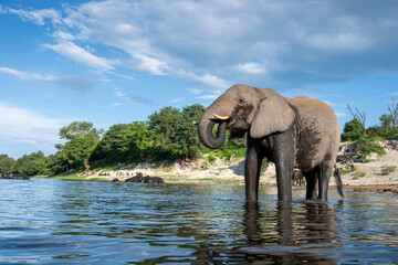 Fototapeta premium African bush elephant standing in the CHobe River in Chobe National Park.