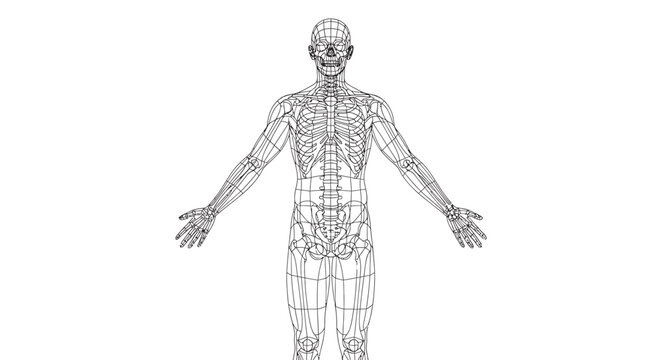 human body wireframe silhouettes full body front view arms slightly away from body