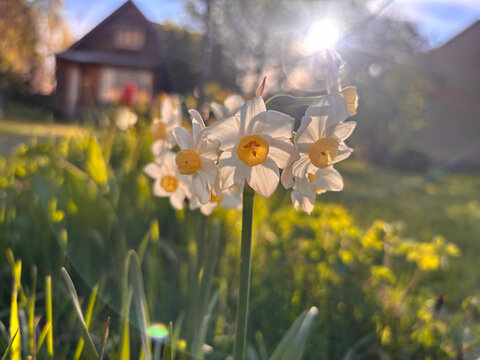 Narcisos