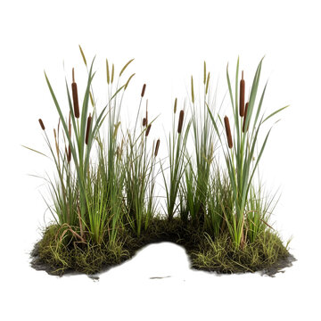 Cattail and tall grasses on mossy mound with tall grass with water plants