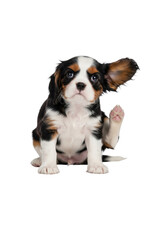 Fototapeta premium A tricolor cavalier king charles spaniel puppy scratching its ear while sitting on a highly reflective white studio floor with high-key lighting, endearing animal portrait atmosphere