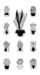 Fototapeta premium Graphic illustration of assorted potted plants on black background