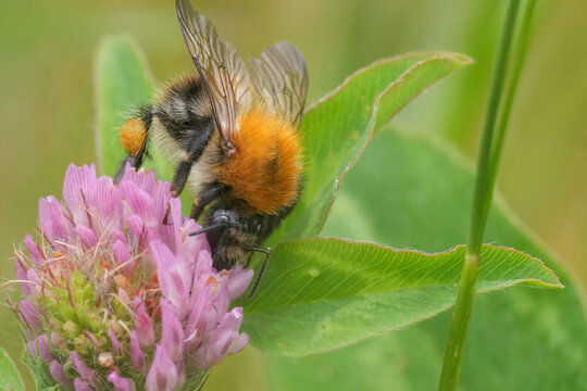 Closeup on a Common brown banded bumblebee, Bombus pascuorum drinking nectar from the red clover flower