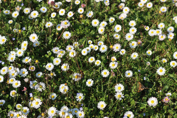 Top view of common daisies on meadow on a sunny day. Bellis perennis flowers in springtime © saratm