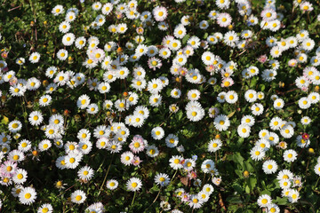 Top view of common daisies on meadow on a sunny day. Bellis perennis flowers in springtime © saratm