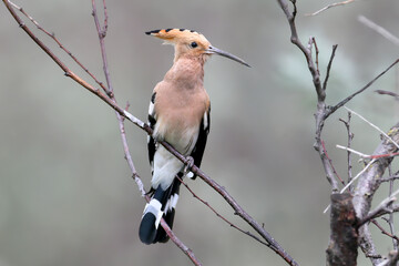 Adult Eurasian Hoopoe (Upupa epops) singing/calling while perched on a tree branch against a soft blurred background. © VOLODYMYR KUCHERENKO