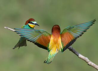 Obraz premium Back view of a male European Bee-eater (Merops apiaster) approaching another bee-eater perched on a branch.
