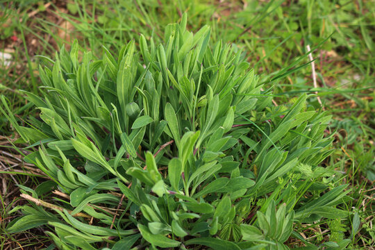 Bunch of Bladder campion plants in the meadow on springtime. Silene vulgaris plant  in the italian countryside
