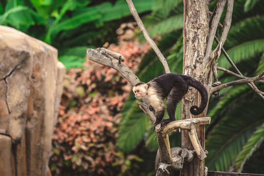 White Faced Capuchin Monkey on Tree Branch, Wildlife Scene Tenerife Canary Islands, Loro Parque Habitat, Curious Primate in Tropical Environment with Detailed Fur and Natural Behavior