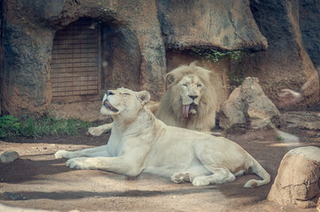 White Lioness Resting Beside Male Lion in Zoo Enclosure, Rare African Big Cats Relaxing on Ground, Wildlife Conservation, Exotic Mammal Pair, Powerful Predators in Captivity