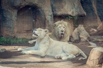 White Lioness Resting Beside Male Lion in Zoo Enclosure, Rare African Big Cats Relaxing on Ground, Wildlife Conservation, Exotic Mammal Pair, Powerful Predators in Captivity © Regina