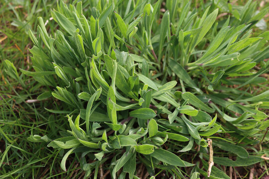 Bunch of Bladder campion plants in the meadow on springtime. Silene vulgaris plant  in the italian countryside