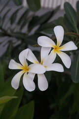 Fototapeta premium Elegant white plumeria flowers photographed against darker green foliage creating contrast and depth. The image emphasizes refined natural beauty, tropical atmosphere and minimal composition suitable 