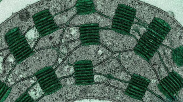Thylakoid Membrane System In Plant Cell IA-SEM Visualization The Future Of Renewable Energy Research