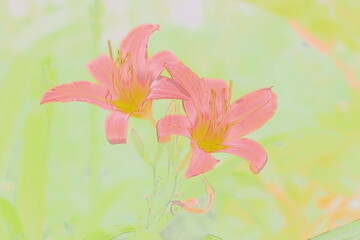 Zwei Blüten der Lilie rot gelb im Aquarell-Modus © DieFro