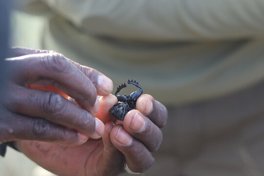 Dung Beetle