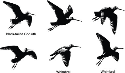 Obraz premium Flying shorebird silhouettes vector set, black tailed shorebird silhouettes vector set, black tailed godwit 