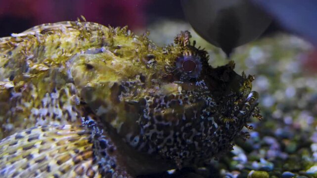 Close up of stonefish or  bearded ghoul resting on the sea ground beside a coral reef
